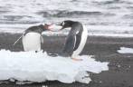 Pinguins parecem discutir na praia em Deception Island, na Antártida
